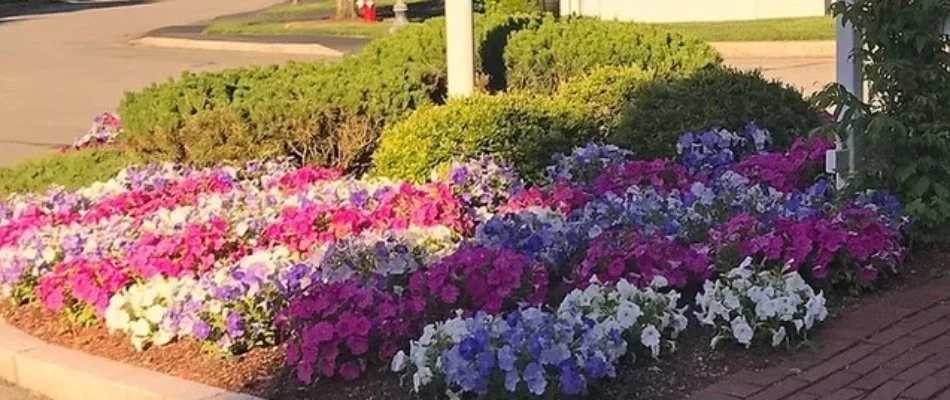 Annual flowers in a landscape bed on a property in Boston, MA.