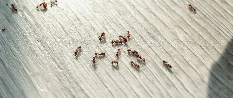 Ants on a floor in Boston, MA.
