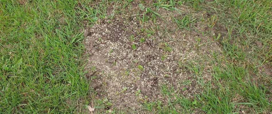 Bare patch of a lawn with grass seeds.
