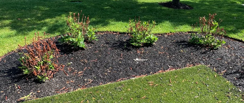 Mulch in landscape bed.