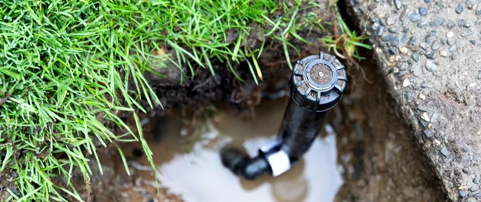 Broken sprinkler head with a puddle.