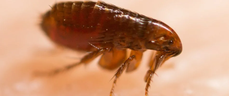 Brown flea on skin in Boston, MA.