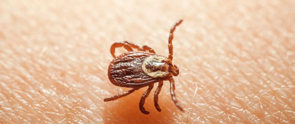 Brown tick on skin in Boston, MA.