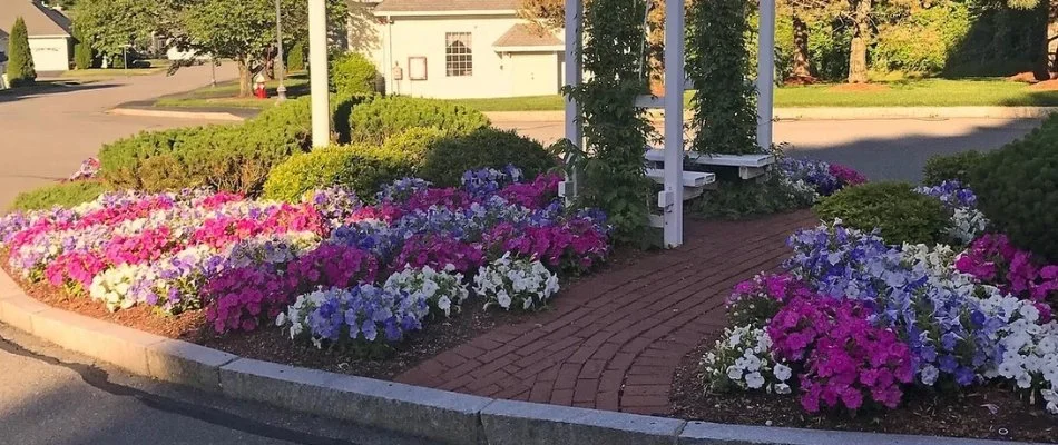 Colorful plants in a landscape bed in Boston, MA.