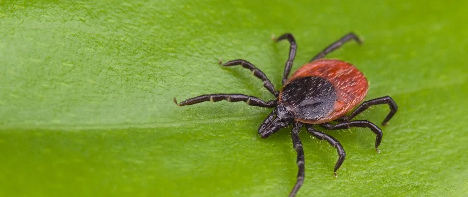 Deer tick on a green plant leaf in Boston, MA.