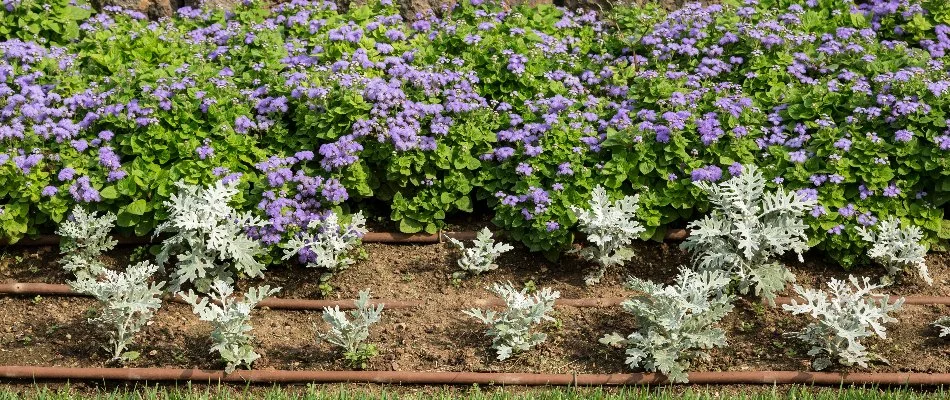Drip irrigation in a landscape bed in Boston, MA.