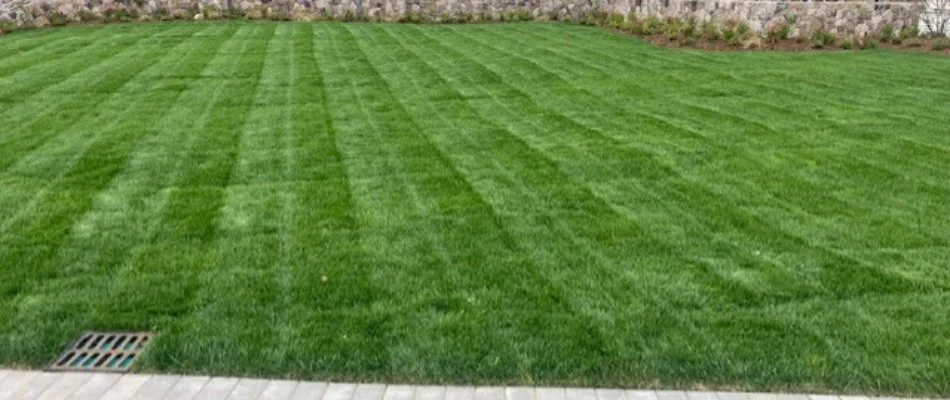 Fertilized green grass in Cambridge, MA, with a mowing pattern.