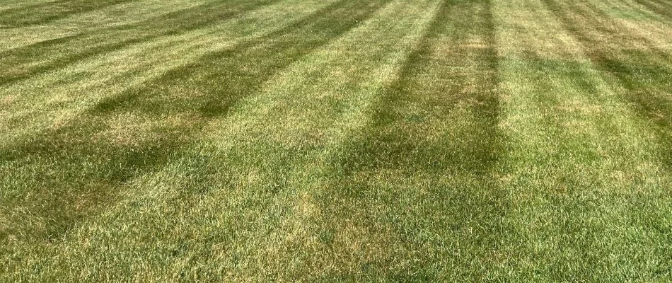 Freshly mowed grass in Boston, MA.