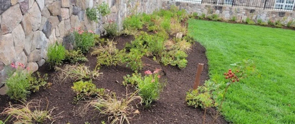 Mulched landscape bed in Brockton, MA, beside green grass.