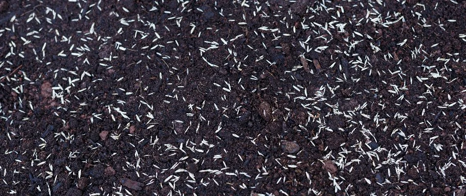 Grass seeds on dark soil.