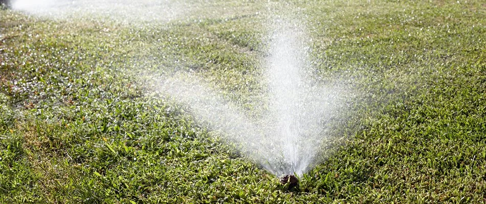 Grass in Burlington, MA, with irrigation sprinkler heads.