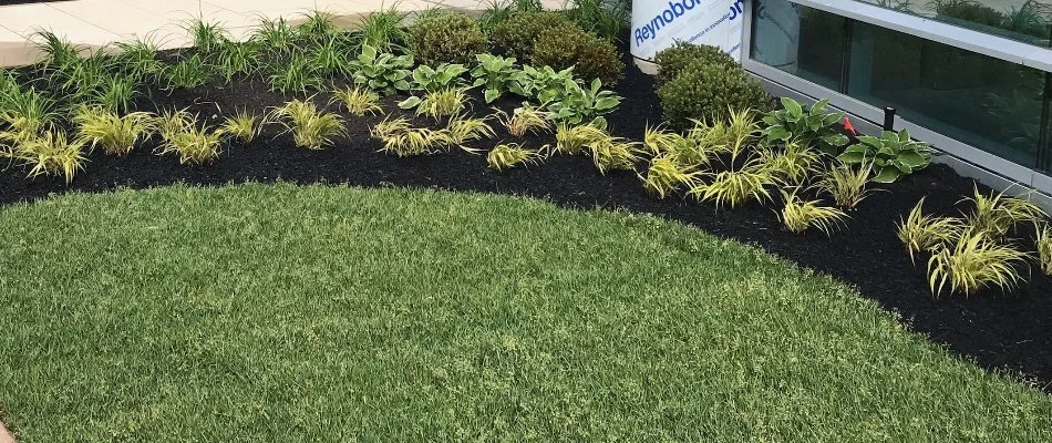 Green grass in Nashua, NH, beside a landscape with mulch and plants.