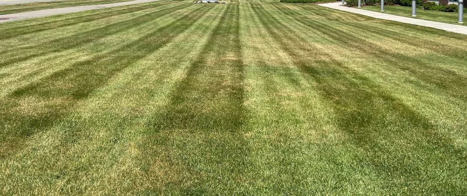 Green, manicured lawn with striping in Newton, MA.