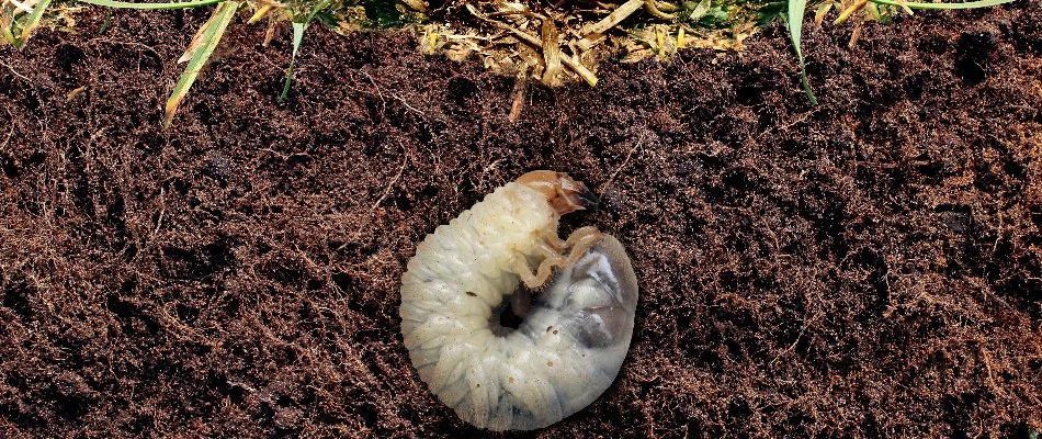 Grub in the soil feeding on roots on a property in Boston, MA.