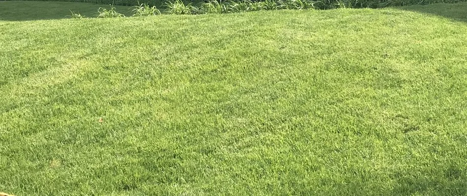 Healthy, green grass in the sunlight in Boston, MA.