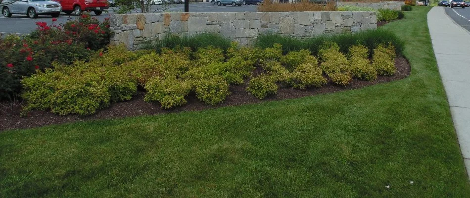 Landscape bed with plants along a stone wall in Quincy, MA.