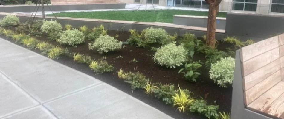 Landscape bed in Cambridge, MA, with mulch and small, healthy plants.