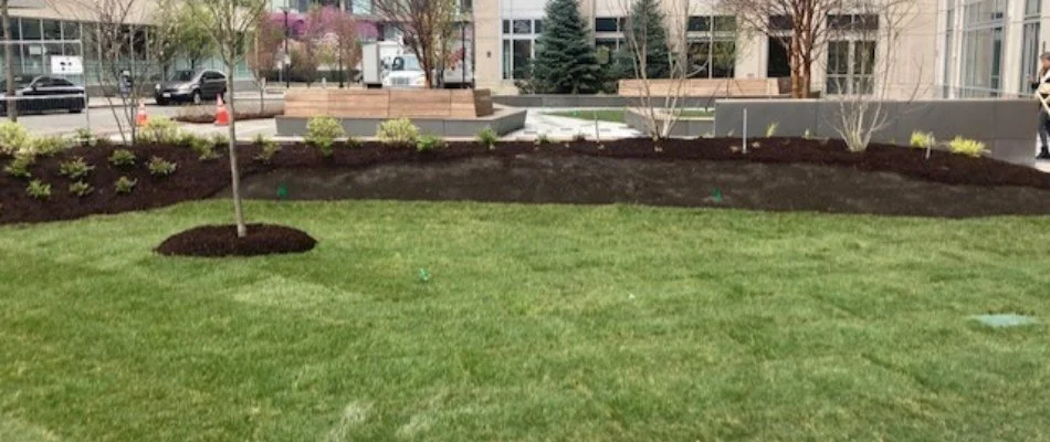 Lawn and landscape bed in Burlington, MA, with mulch and plants.