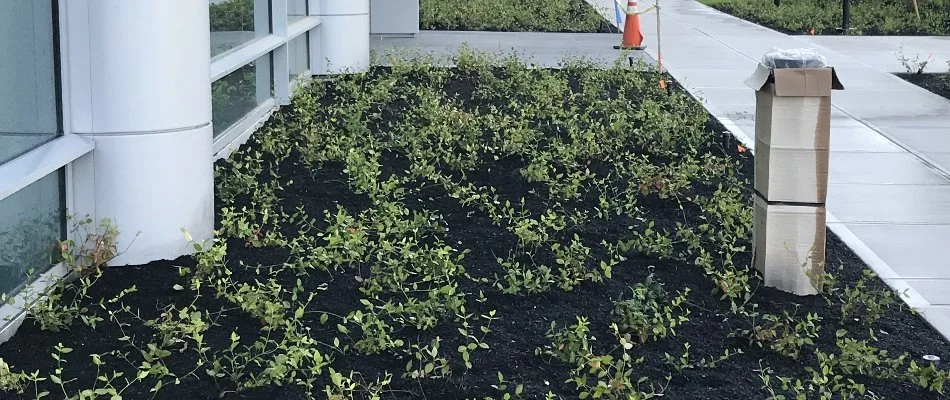 Manicured landscape bed in Lynn, MA, with plantings.