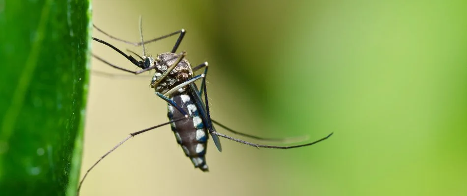 Mosquito on a leaf in Boston, MA.