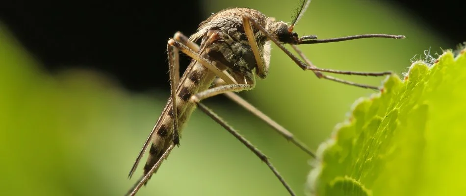 Mosquito on a green leaf in Boston, MA.