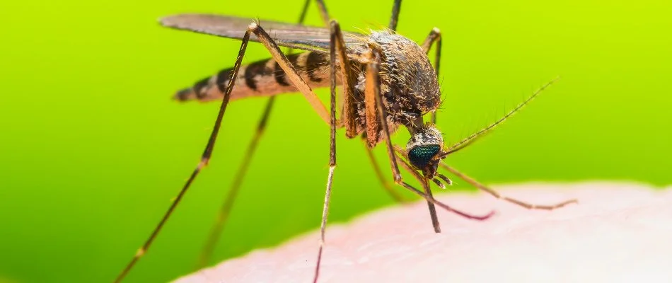 Mosquito on human skin in Boston, MA.