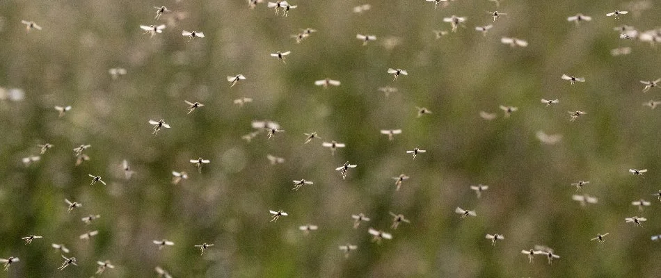 Mosquito swarm in the air.