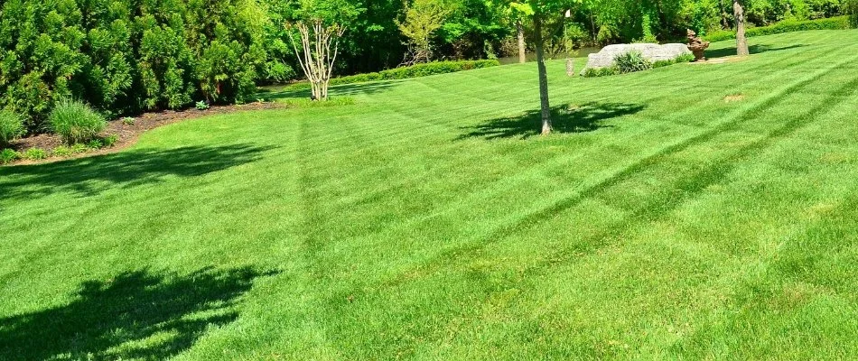 Mowing patterns on a lawn in Boston, MA, with surrounding vegetation.