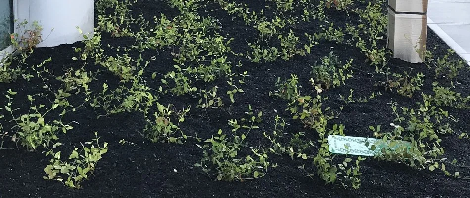 Mulch on a landscape in Boston, MA.