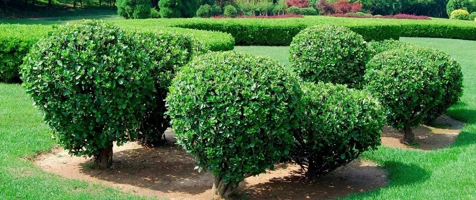 Neatly trimmed shrubs on a property in Boston, MA.