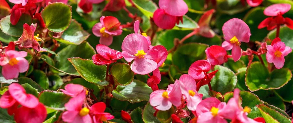 Pink begonia flowers with foliage in Boston, MA.