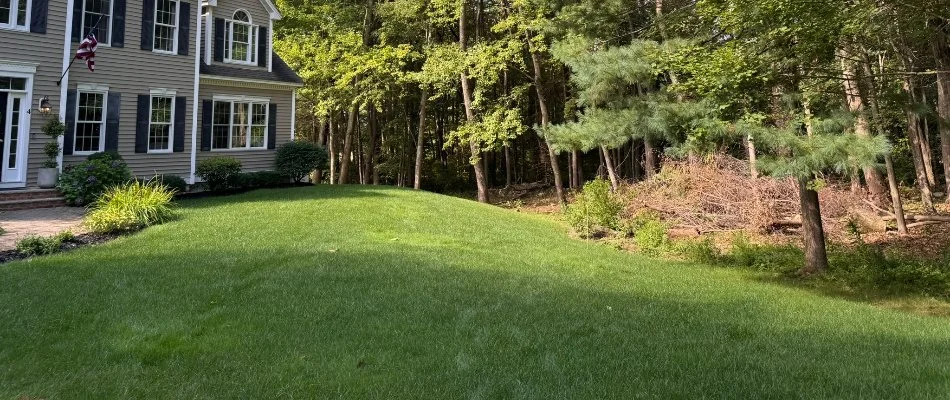 Lawn on a residential property next to the woods in Boston, MA.