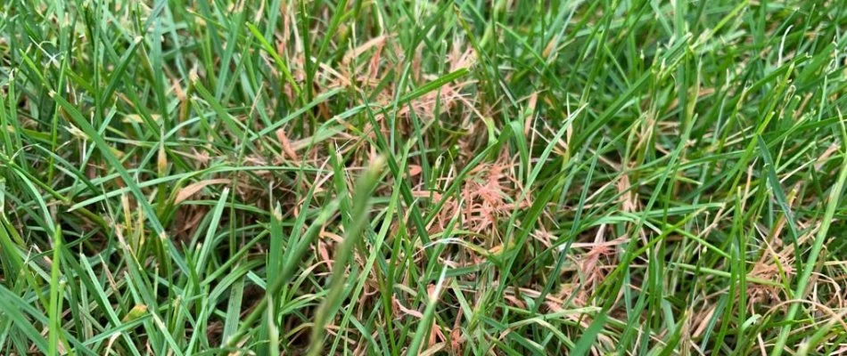 Red thread disease on grass in Boston, MA.