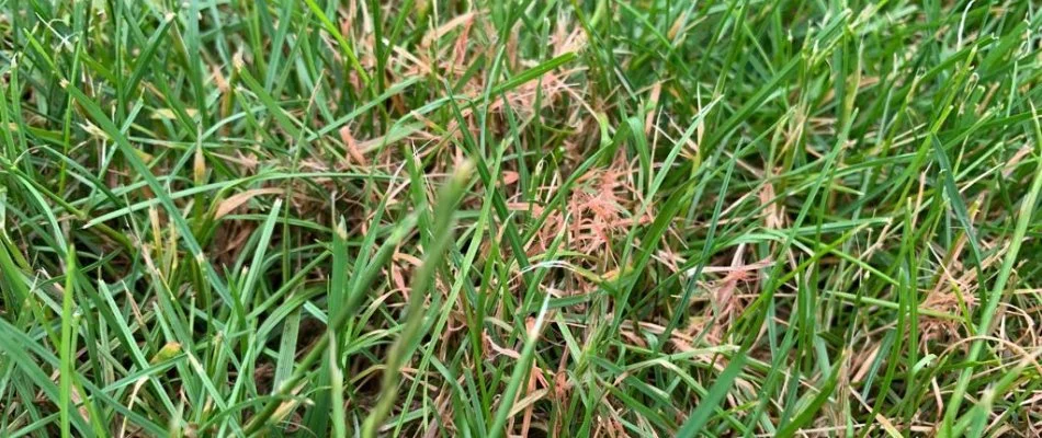 Red thread growth on green grass in Boston, MA.