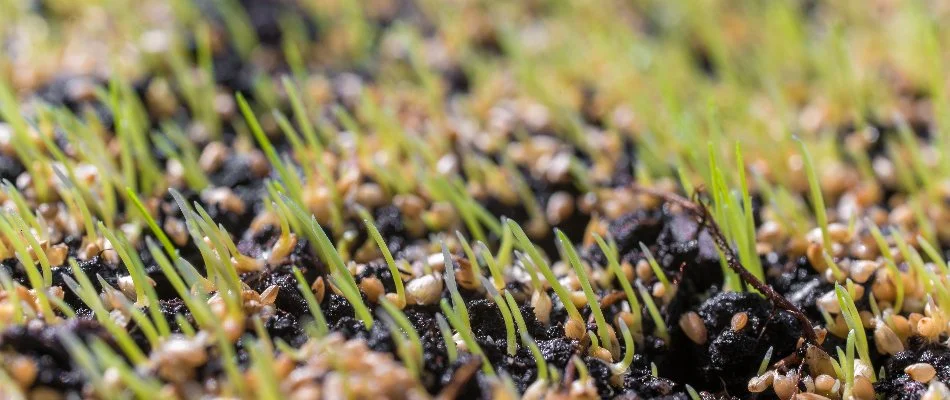 Seedlings growing in a new lawn in Boston, MA.
