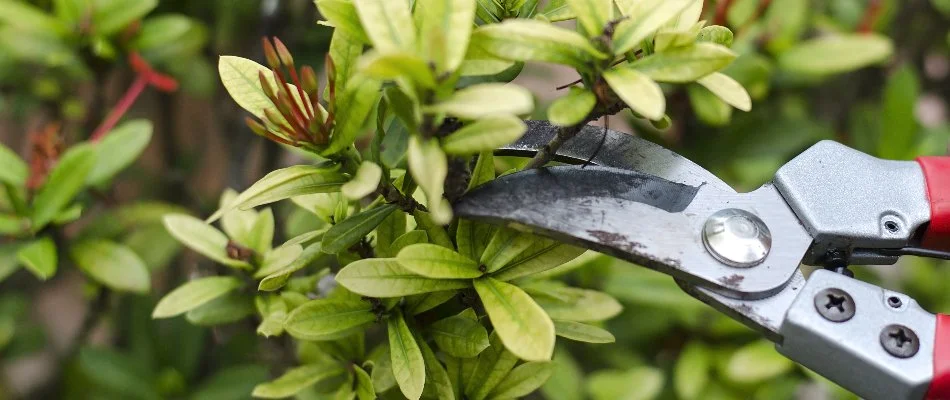 Shrub in Boston, MA, being pruned.