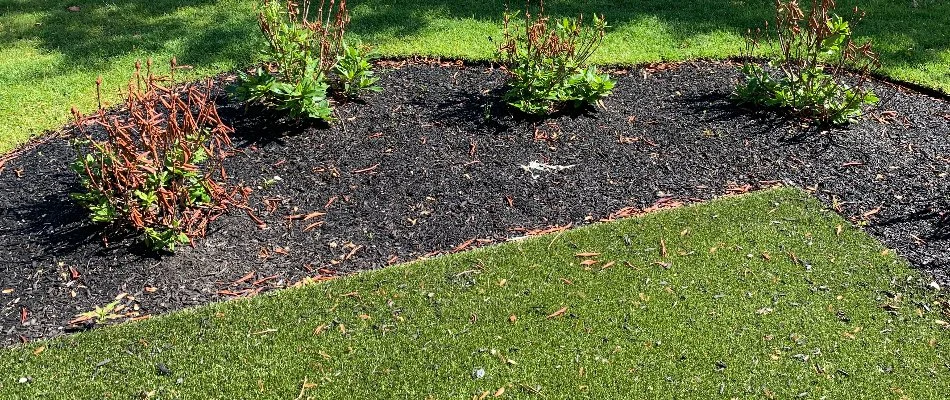 Small landscape bed in Boston, MA, with plants along turf.