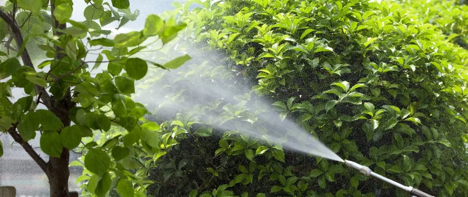 Spraying shrubs at home in Worcester, MA.