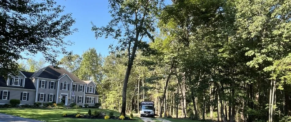Tall, lush trees in a residential yard in Burlington, MA.