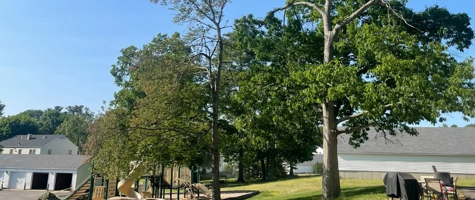 Tall trees on a lawn in Lynn, MA.