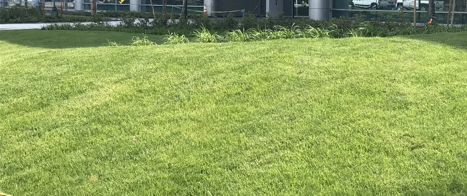 Thick green grass in Lexington, MA, with small plants.