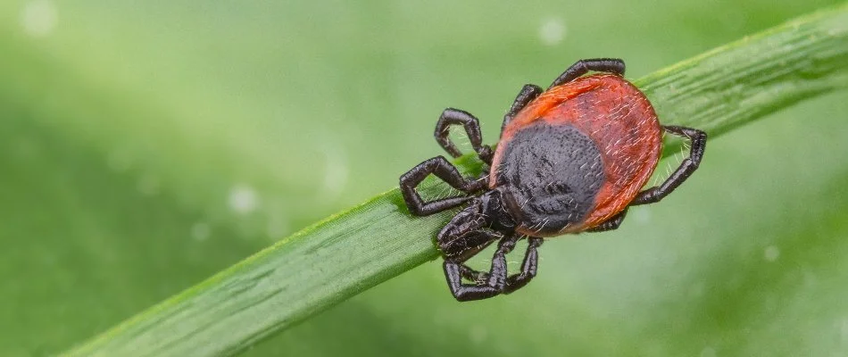 Tick on a plant in Lexington, MA.