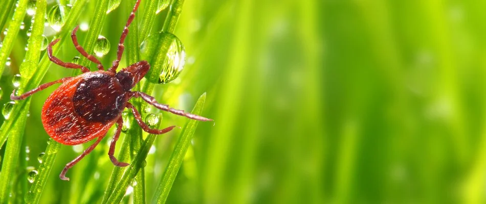 Tick on a blade of grass with a water droplet.