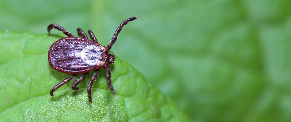 Tick on a green leaf in Worcester, MA.