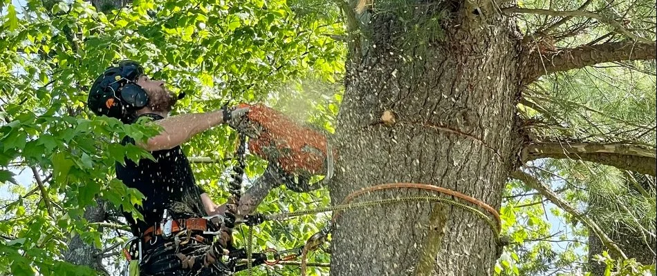 Tree in Boston, MA, being cut with a chainsaw.