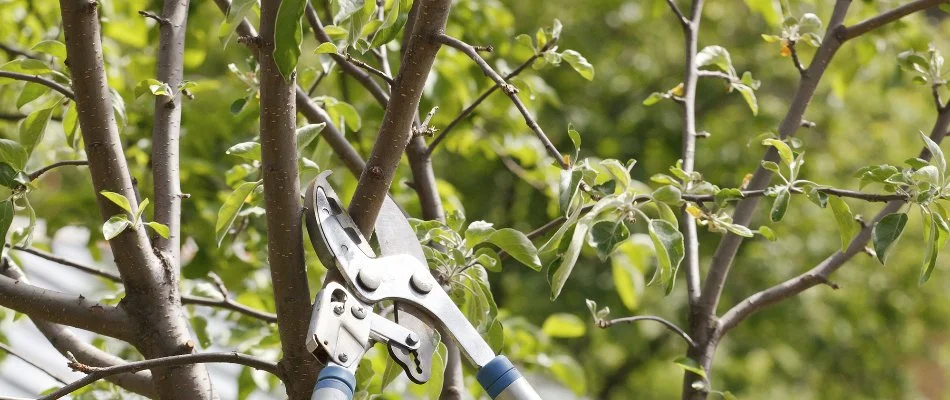 Tree branch being pruned on a property in Boston, MA.