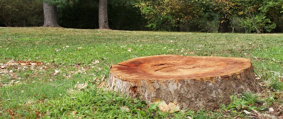 Tree stump in the middle of a lawn in Boston, MA.