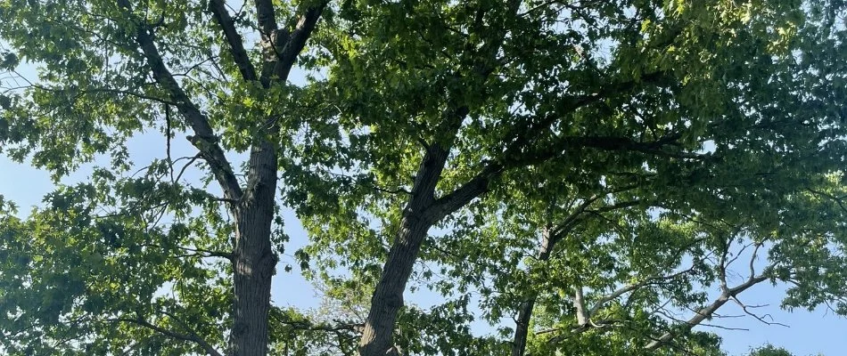 Trees in Nashua, NH, with lush foliage.