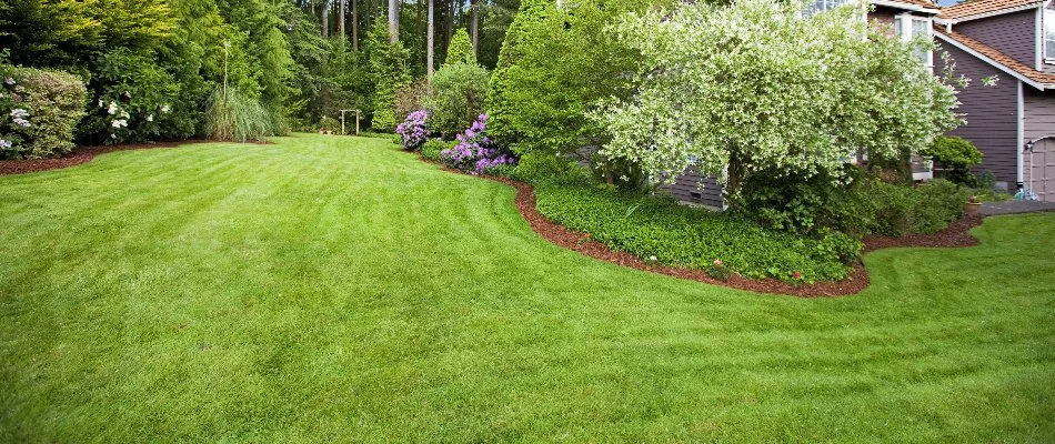Weed-free lawn on a property in Boston, MA.