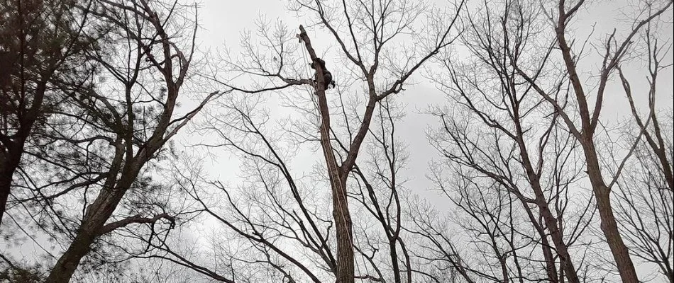 Worker in a tree during a tree removal service in Boston, MA.